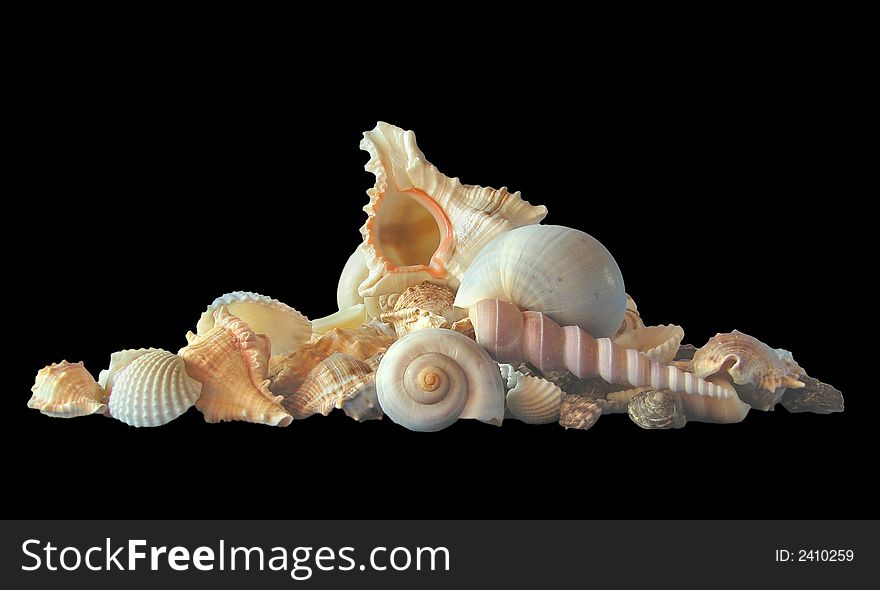 Composition of sea cockleshells, mollusks. clipping path
On a black background. Composition of sea cockleshells, mollusks. clipping path
On a black background