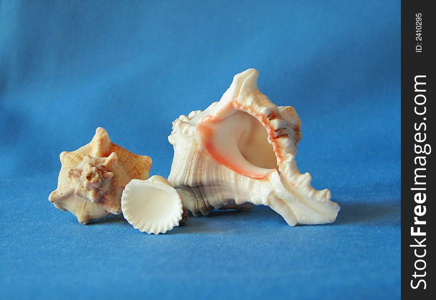 Cockle shells on blue