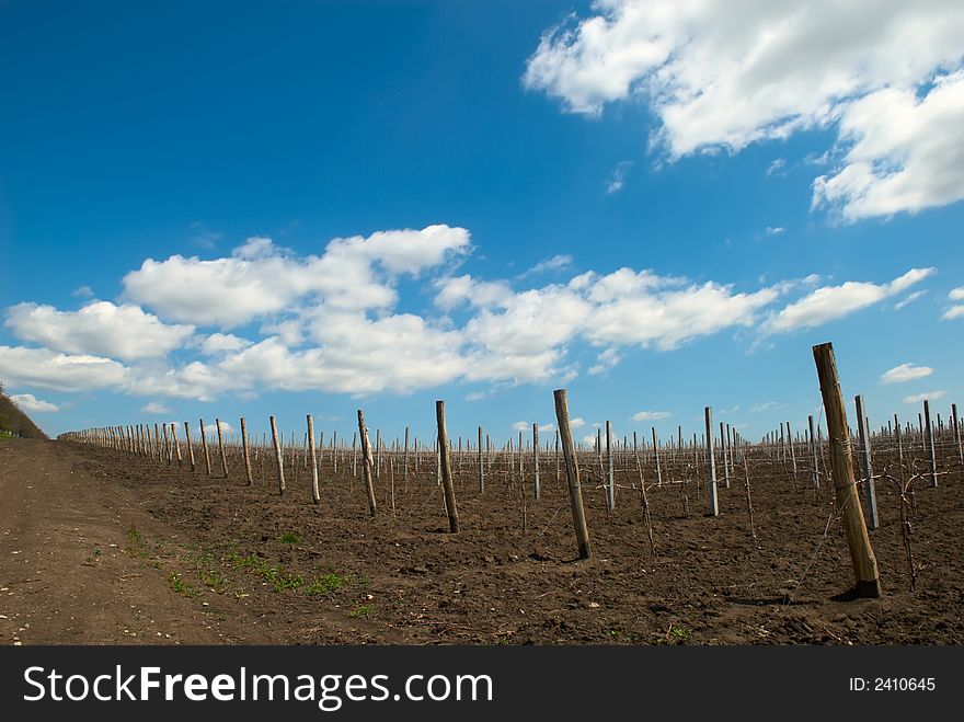 Young grape planting with cloudscape
