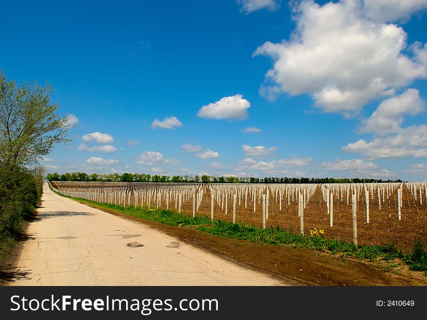 Young grape planting with cloudscape