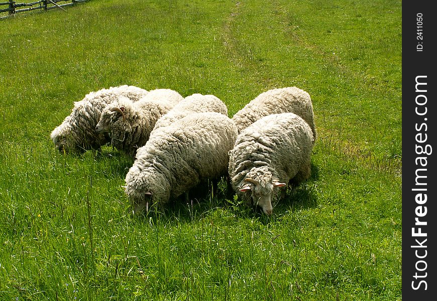 Sheeps on the green grass field