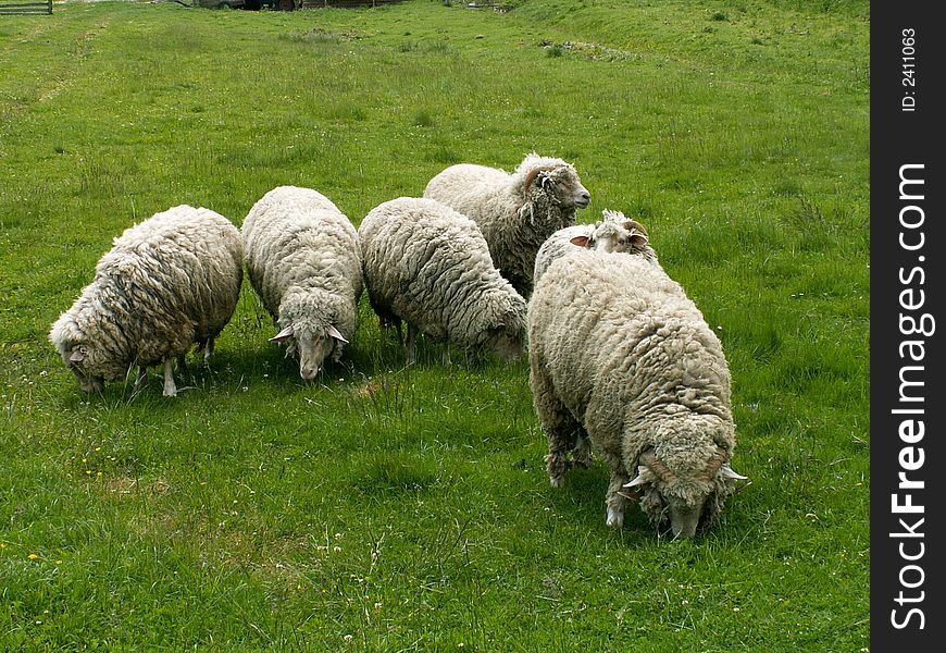 Sheeps on the green grass field