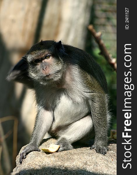 Scratching Monkey on a stone