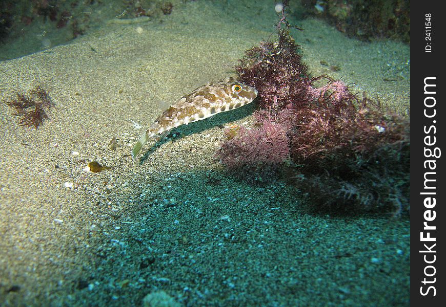 Underwater photo of a Puffer fish near the Island Lanzarote