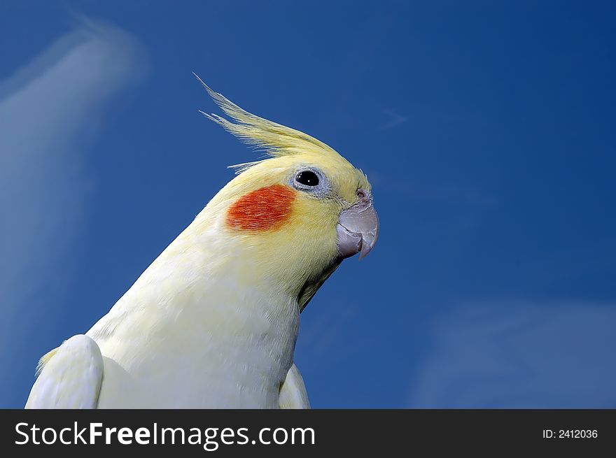 Lutino cockatiel with sky background