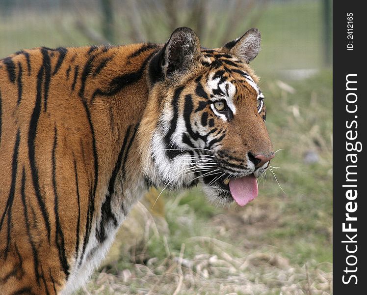 This superb Bengal Tiger was photographed at the Wildlife Heritage Foundation in the UK. The WHF is a conservation breeding programme for big cats. This superb Bengal Tiger was photographed at the Wildlife Heritage Foundation in the UK. The WHF is a conservation breeding programme for big cats.