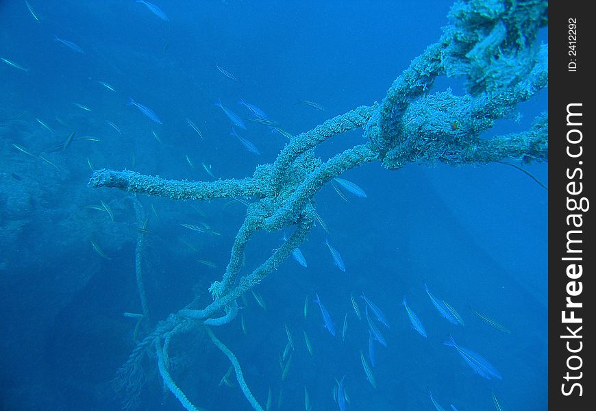 Underwater rope and lot of fishes