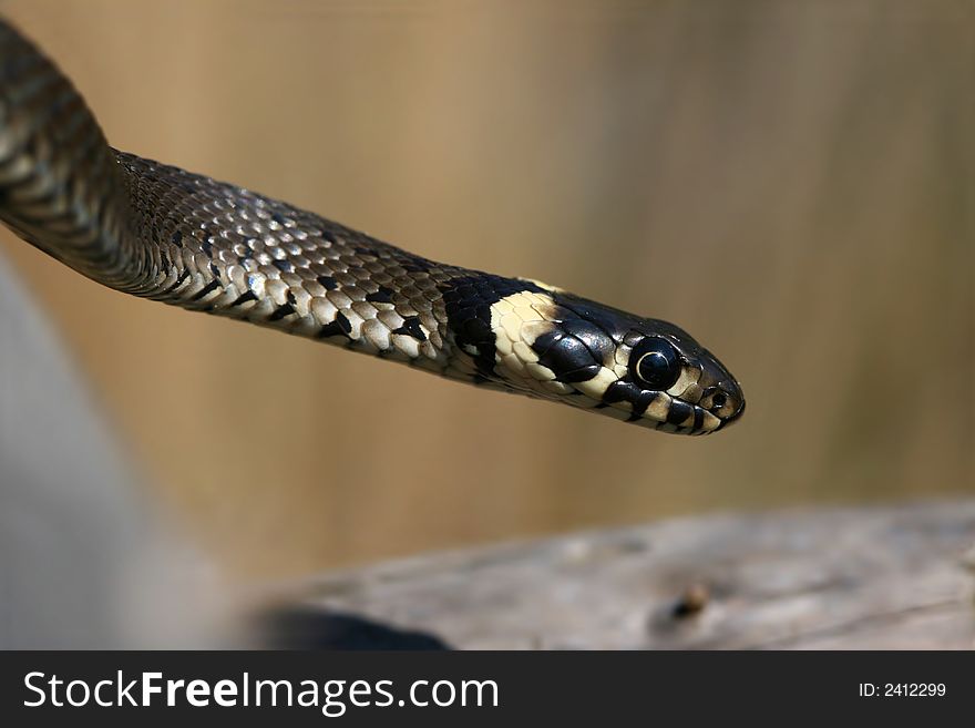 Male of grass-snake by pond. Male of grass-snake by pond