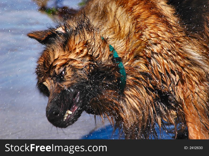 A very wet german shepherd shaking after a swim in the ocean. A very wet german shepherd shaking after a swim in the ocean