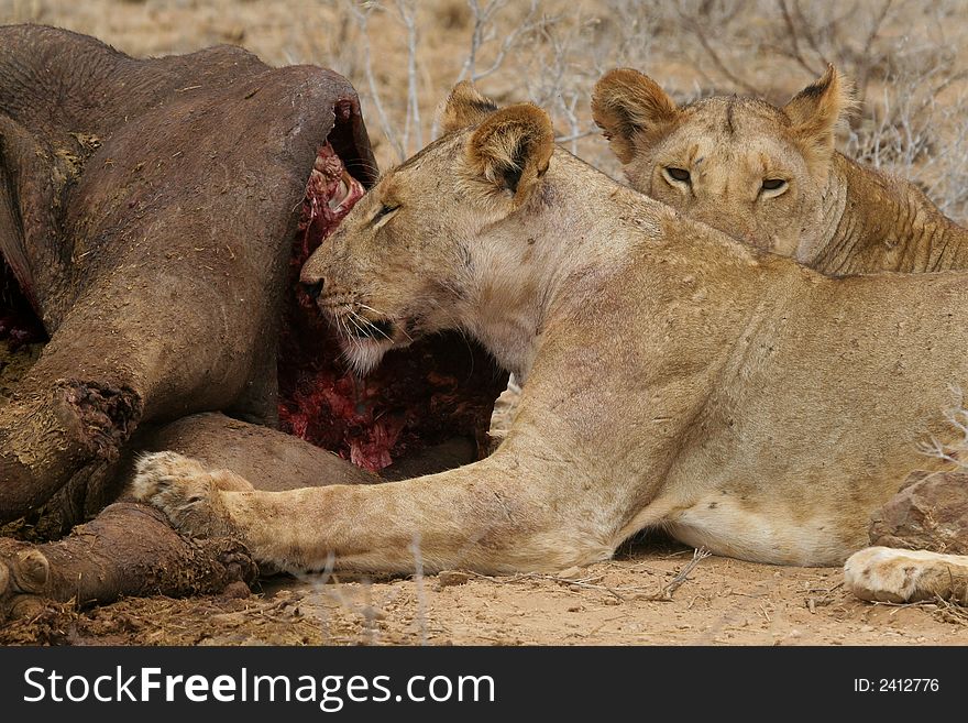 Two lions sitting in front of killed buffalo. Two lions sitting in front of killed buffalo