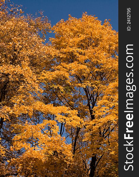 Orange autumn maple trees and blue sky. Orange autumn maple trees and blue sky