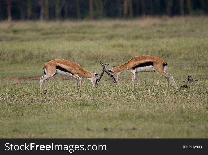 Two Thompson Gazelle bucks in fight over territory. Two Thompson Gazelle bucks in fight over territory