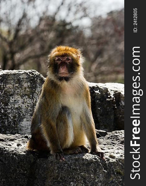 Backlight portrait of a female baboon sitting on a rock on a sunny day.