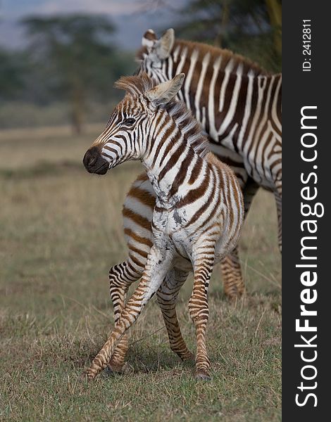 Zebra Foal having trouble standing straight. Zebra Foal having trouble standing straight