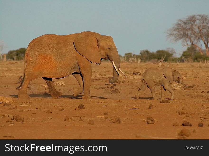 African elephant female and baby walking through semi-arid savanna at sunset. African elephant female and baby walking through semi-arid savanna at sunset