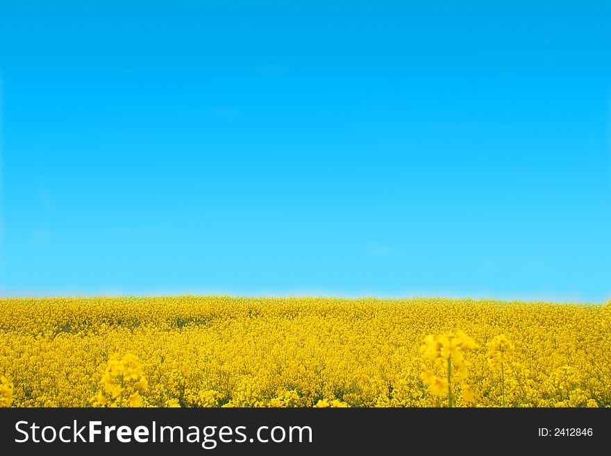 Yellow field of flowers and the blue sky