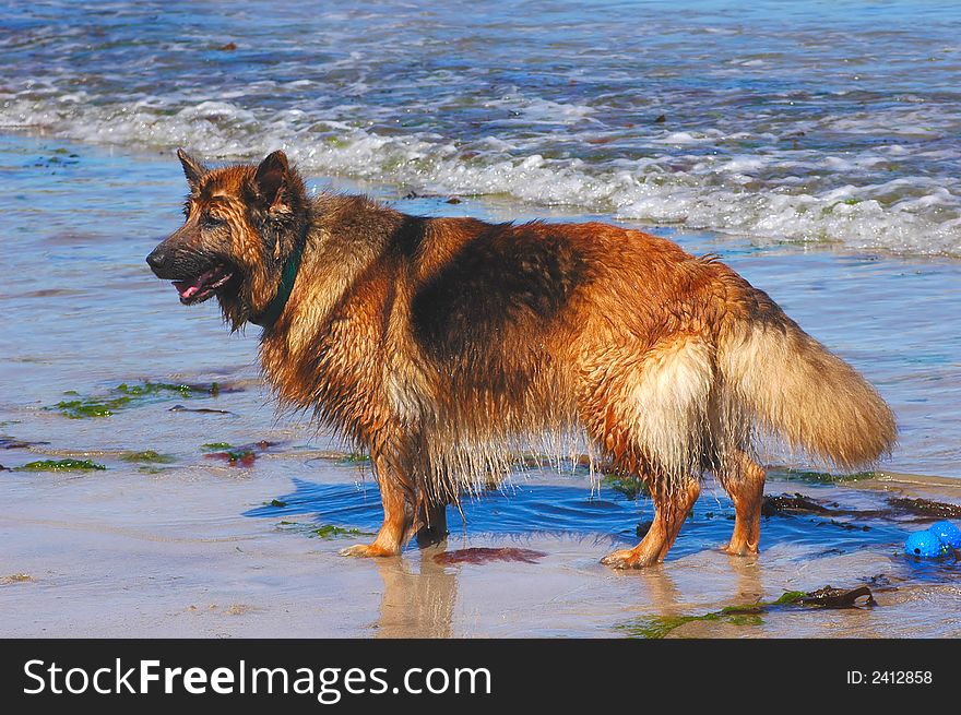 A happy german shepherd retrieving her toy from the sea on a sunny day. A happy german shepherd retrieving her toy from the sea on a sunny day.