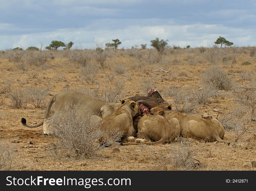 Pride of maneless Tsavo lions feasting on buffalo carcass in semi-arid savanna, Tsavo National Park, Kenya. Pride of maneless Tsavo lions feasting on buffalo carcass in semi-arid savanna, Tsavo National Park, Kenya