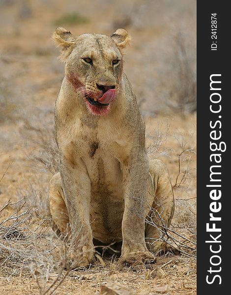 Portrait of lion licking blood from its mouth after having feasted on fresh kill. Portrait of lion licking blood from its mouth after having feasted on fresh kill