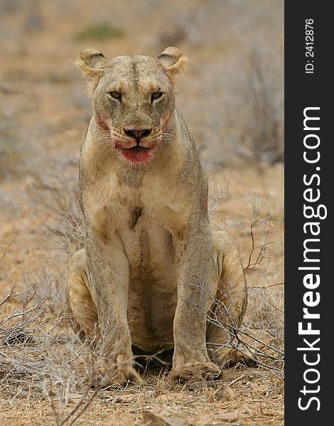 Portrait of lion after tasting blood, Tsavo National Park, Kenya. Portrait of lion after tasting blood, Tsavo National Park, Kenya