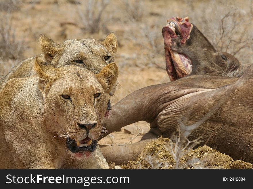Lions at buffalo kill