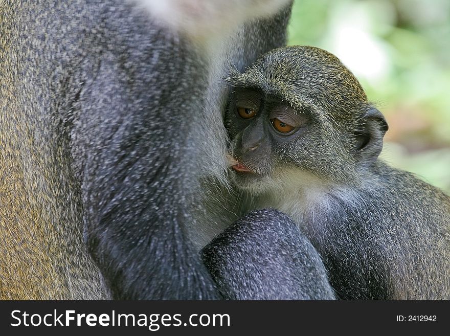 Close-up of sleepy looking Sykes monkey infant nursing. Close-up of sleepy looking Sykes monkey infant nursing