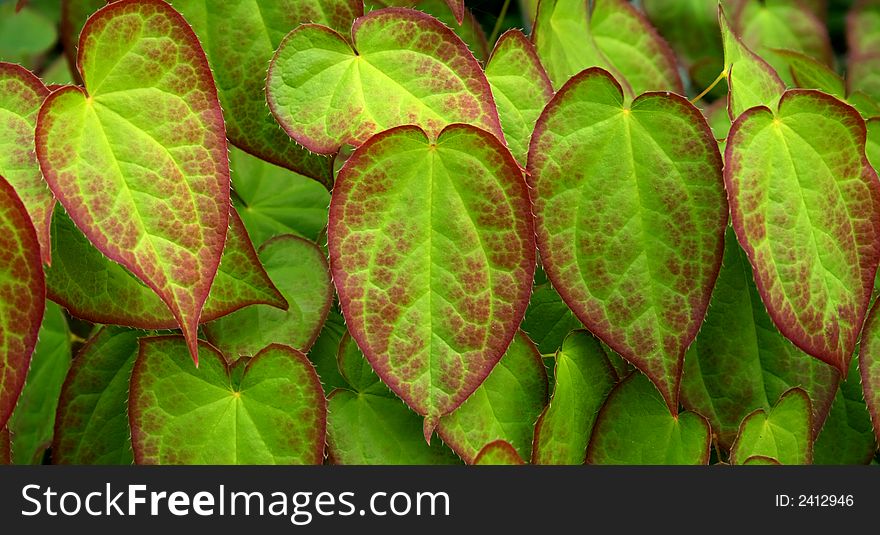 Fresh green and red leafs (natural background). Fresh green and red leafs (natural background)