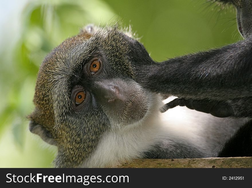 Monkey Being Groomed