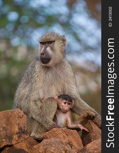 Baboon mother and newborn infant looking out into the world. Baboon mother and newborn infant looking out into the world