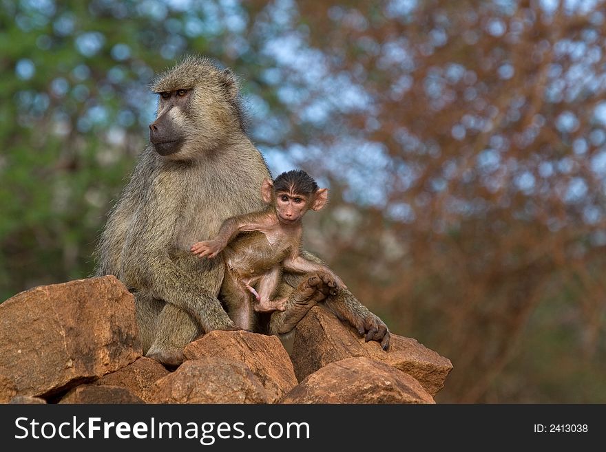 Baboon mother and newborn infant making first steps into the world. Baboon mother and newborn infant making first steps into the world
