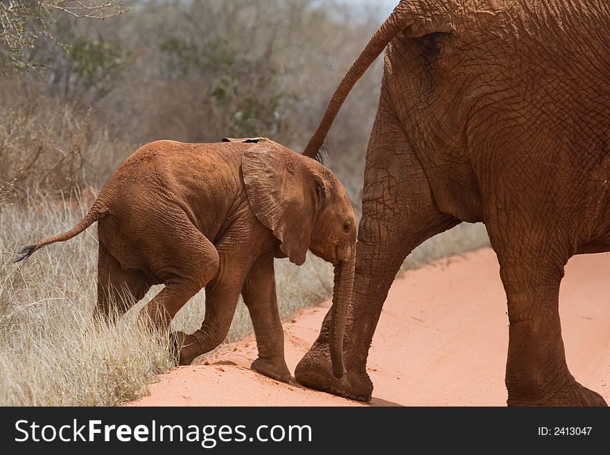 African elephant calf keeping up with mom crossing road, covered in red mud, Tsavo National Park, Kenya