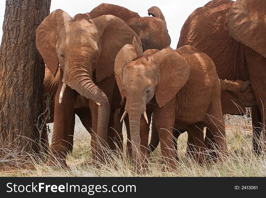 Two african elephant siblings standing under a tree, Tsavo National Park, Kenya