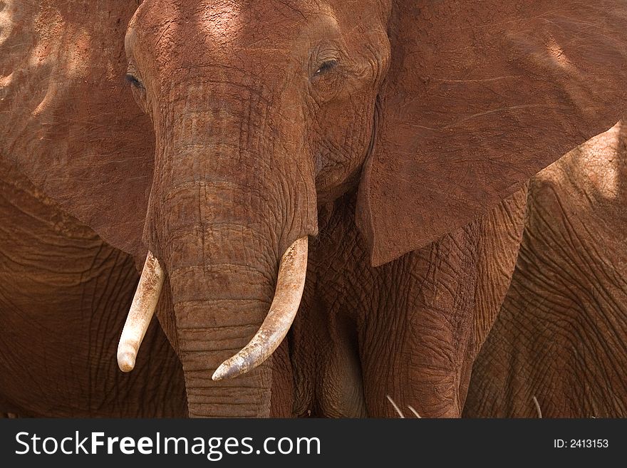 Frontal close-up of African elephant. Frontal close-up of African elephant