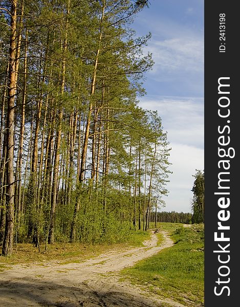 Road in forest, blue sky, green pine, sunny