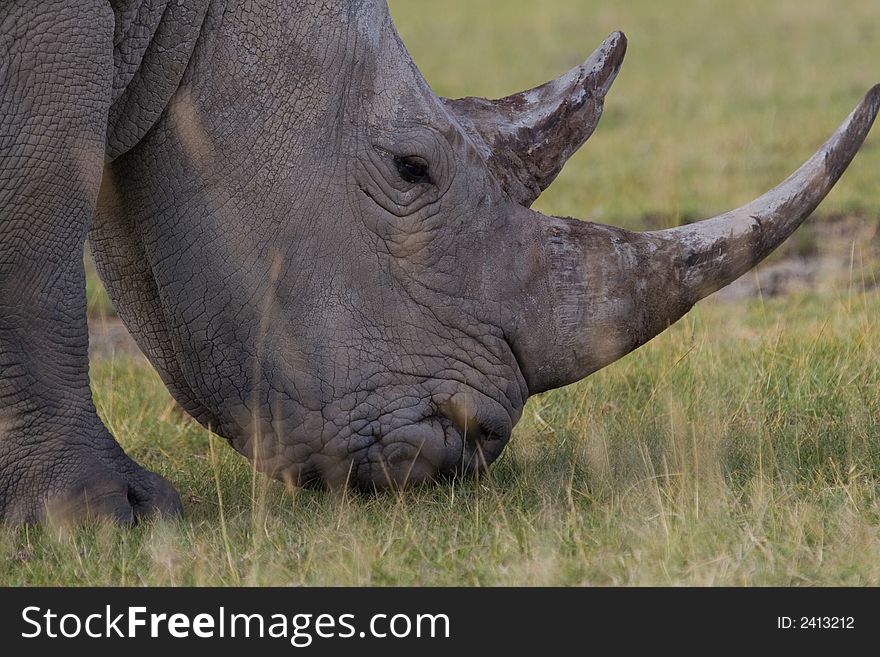 White rhinoceros closeup of head while grazing on short grassland