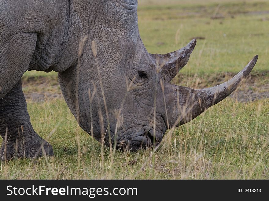 African white rhinoceros close-up while grazing on short grassland