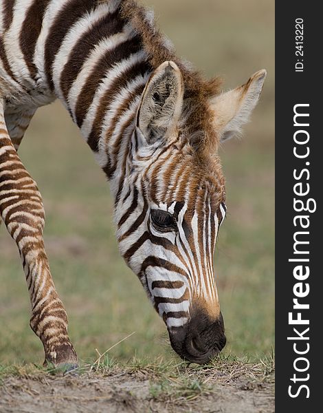 Portrait of foal plains zebra grazing