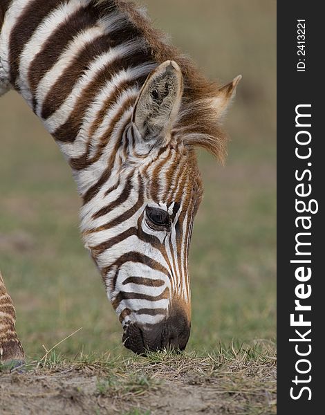 Portrait of foal plains zebra grazing