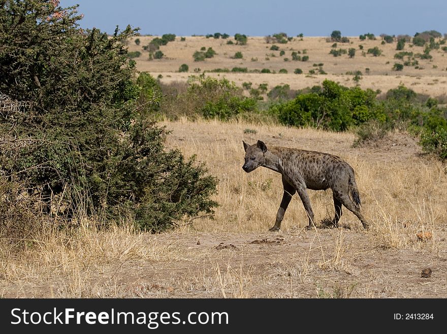 Spotted hyena, Crocuta crocuta, walking through savanna habitat during daylight