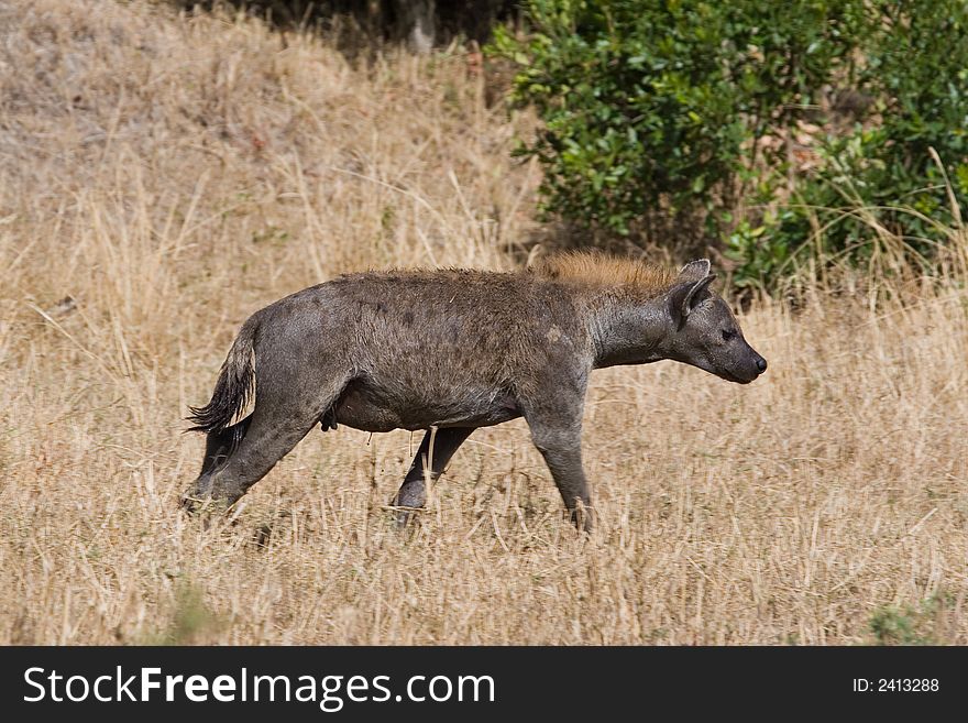 Spotted Hyena Crocuta crocuta female walking in bright daylight