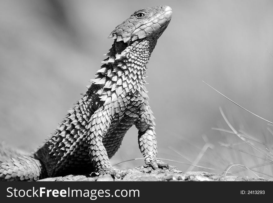 An African Giant Girdled Lizard, photographed in South Africa.  A black and white image. An African Giant Girdled Lizard, photographed in South Africa.  A black and white image.