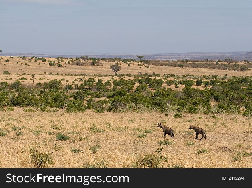 Two spotted hyenas, Crocuta crocuta, standing in open African savanna landscape