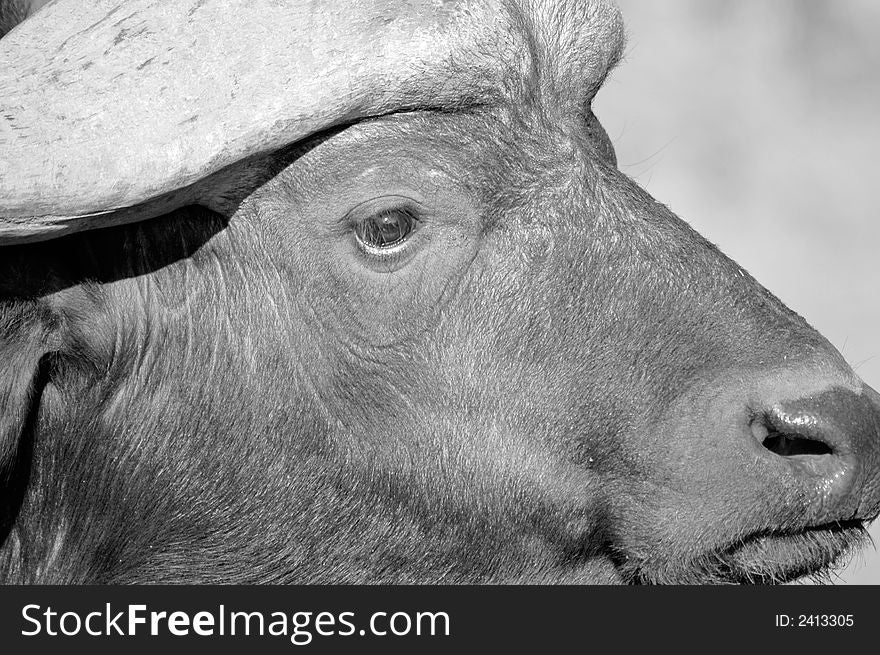 A black and white image of a buffalo bull. Photographed in South Africa.