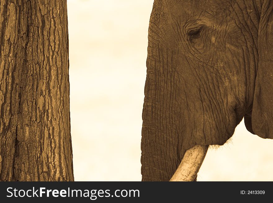 African Elephant Head and Tree Trunk. African Elephant Head and Tree Trunk