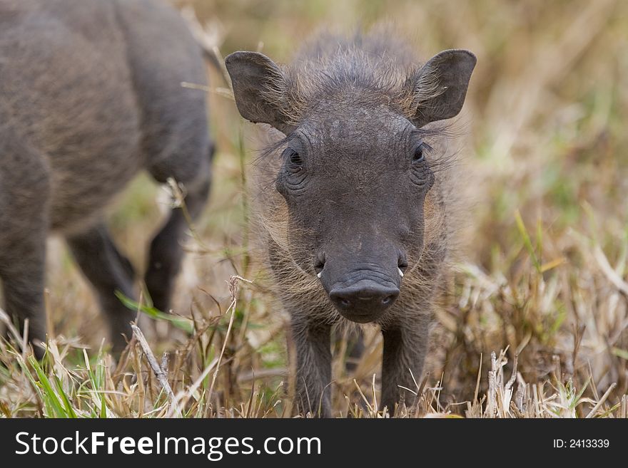 Portrait of warthog piglet looking into camera
