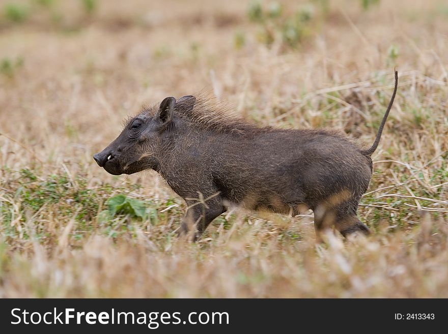 Warthog piglet running with tail raised