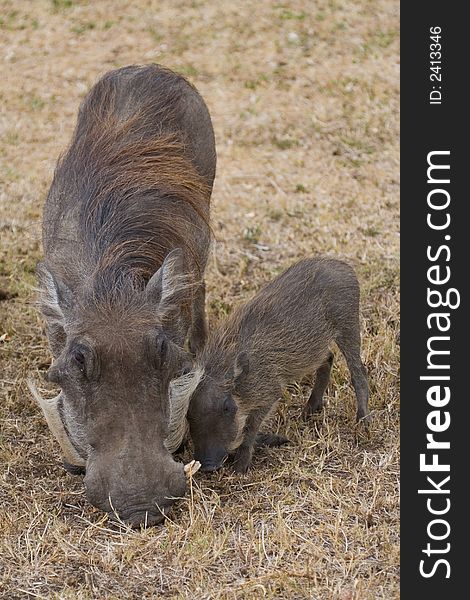 Mother and piglet warthog grazing together. Mother and piglet warthog grazing together