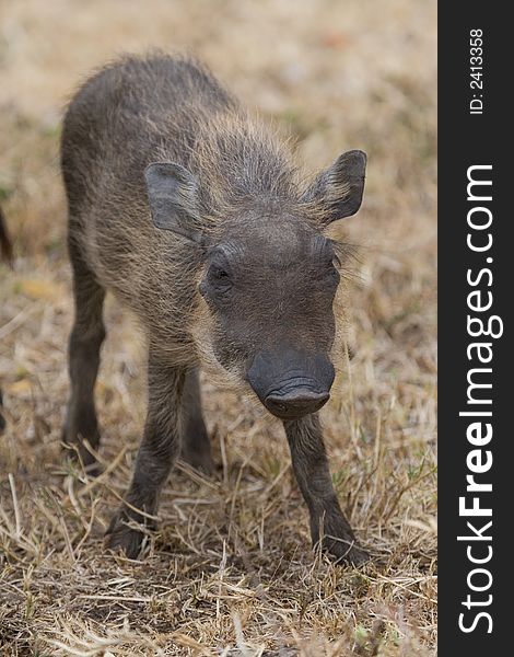 Portrait of tiny warthog piglet