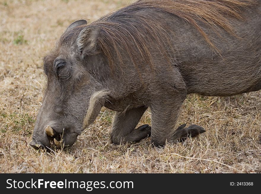 Warthog kneeling on ground to graze. Warthog kneeling on ground to graze