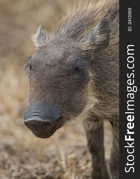 Portrait of warthog piglet, vertical orientation